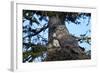 Great Gray Owl (Great Grey Owl) (Strix Nebulosa) Female and 13-Day-Old Chick-James-Framed Photographic Print