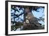 Great Gray Owl (Great Grey Owl) (Strix Nebulosa) Female and 13-Day-Old Chick-James-Framed Photographic Print