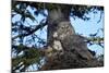 Great Gray Owl (Great Grey Owl) (Strix Nebulosa) Female and 13-Day-Old Chick-James-Mounted Photographic Print