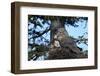 Great Gray Owl (Great Grey Owl) (Strix Nebulosa) Female and 13-Day-Old Chick-James-Framed Photographic Print