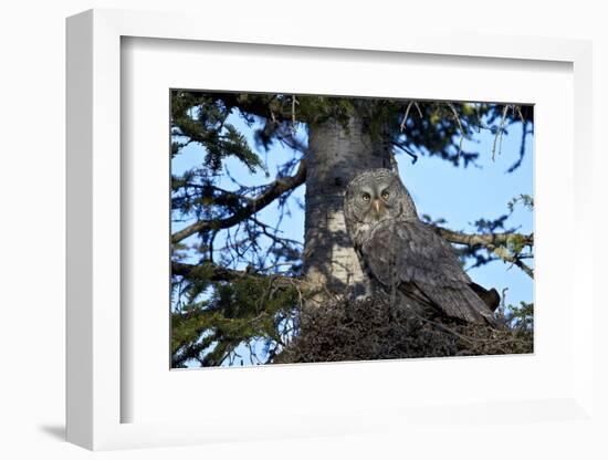 Great Gray Owl (Great Grey Owl) (Strix Nebulosa) Female and 13-Day-Old Chick-James-Framed Photographic Print