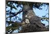 Great Gray Owl (Great Grey Owl) (Strix Nebulosa) Female and 13-Day-Old Chick-James-Mounted Photographic Print