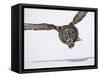 Great Gray Owl Hunting Over Snow-Joe McDonald-Framed Stretched Canvas
