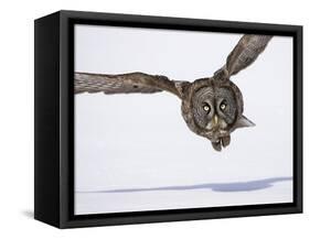 Great Gray Owl Hunting Over Snow-Joe McDonald-Framed Stretched Canvas