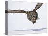Great Gray Owl Hunting Over Snow-Joe McDonald-Stretched Canvas