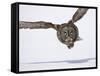 Great Gray Owl Hunting Over Snow-Joe McDonald-Framed Stretched Canvas