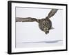 Great Gray Owl Hunting Over Snow-Joe McDonald-Framed Photographic Print