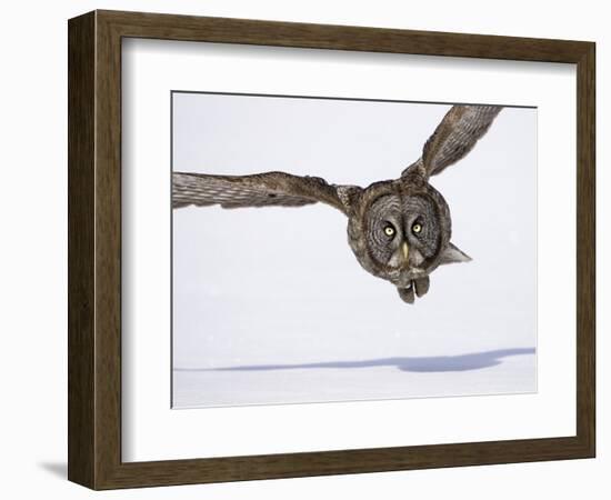 Great Gray Owl Hunting Over Snow-Joe McDonald-Framed Photographic Print
