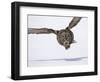 Great Gray Owl Hunting Over Snow-Joe McDonald-Framed Photographic Print