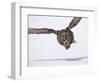 Great Gray Owl Hunting Over Snow-Joe McDonald-Framed Photographic Print