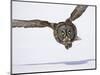Great Gray Owl Hunting Over Snow-Joe McDonald-Mounted Photographic Print