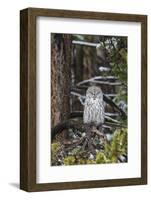 Great Gray Owl, Yellowstone National Park, Wyoming-Richard & Susan Day-Framed Photographic Print