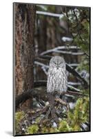 Great Gray Owl, Yellowstone National Park, Wyoming-Richard & Susan Day-Mounted Photographic Print