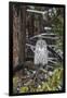 Great Gray Owl, Yellowstone National Park, Wyoming-Richard & Susan Day-Framed Photographic Print