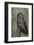 Great Gray Owl-Ken Archer-Framed Photographic Print