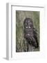 Great Gray Owl-Ken Archer-Framed Photographic Print