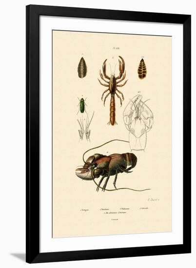 Great Green Bush Cricket, 1833-39-null-Framed Giclee Print