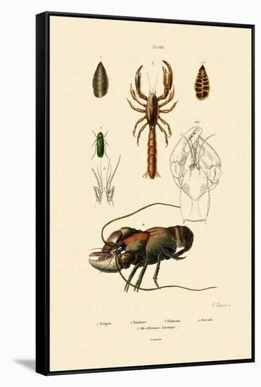 Great Green Bush Cricket, 1833-39-null-Framed Stretched Canvas