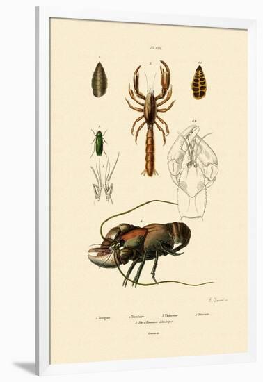 Great Green Bush Cricket, 1833-39-null-Framed Giclee Print