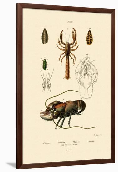 Great Green Bush Cricket, 1833-39-null-Framed Giclee Print