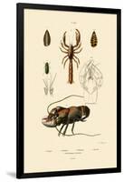 Great Green Bush Cricket, 1833-39-null-Framed Giclee Print