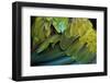 Great Green Macaw (Ara Ambiguus), also known as the Great Military Macaw or Buffon's Macaw. Plumage-Vladimir Wrangel-Framed Photographic Print