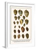 Great Green Turbans, Tapestry Turbans, Silver Mouth Turbans, Gold Mouth Turbans, etc.-Albertus Seba-Framed Art Print