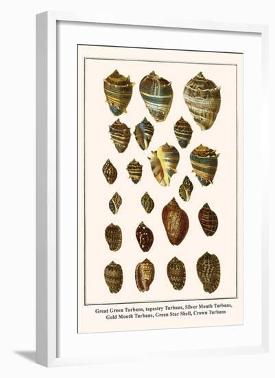 Great Green Turbans, Tapestry Turbans, Silver Mouth Turbans, Gold Mouth Turbans, etc.-Albertus Seba-Framed Art Print