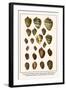 Great Green Turbans, Tapestry Turbans, Silver Mouth Turbans, Gold Mouth Turbans, etc.-Albertus Seba-Framed Art Print