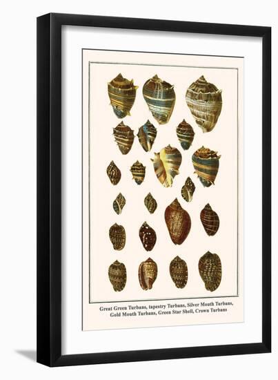 Great Green Turbans, Tapestry Turbans, Silver Mouth Turbans, Gold Mouth Turbans, etc.-Albertus Seba-Framed Art Print