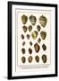 Great Green Turbans, Tapestry Turbans, Silver Mouth Turbans, Gold Mouth Turbans, etc.-Albertus Seba-Framed Art Print