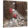 Great Grey Bowerbird Decorating Bower with Red-null-Stretched Canvas