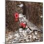 Great Grey Bowerbird Decorating Bower with Red-null-Mounted Photographic Print