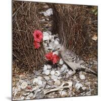 Great Grey Bowerbird Decorating Bower with Red-null-Mounted Photographic Print