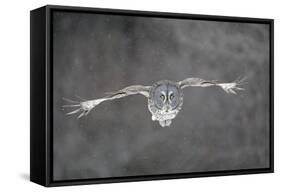 Great Grey Owl Flight-null-Framed Stretched Canvas