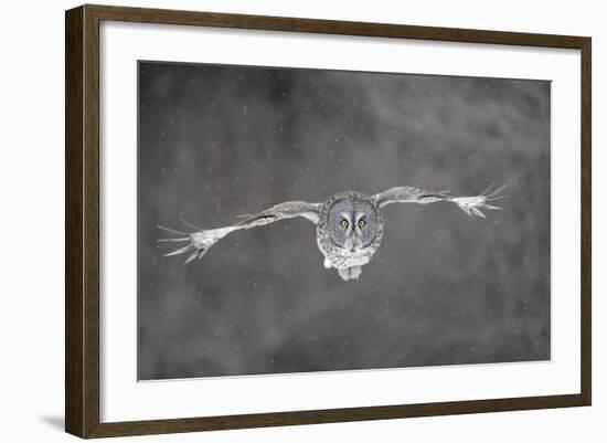 Great Grey Owl Flight-null-Framed Photographic Print