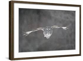 Great Grey Owl Flight-null-Framed Photographic Print