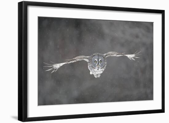 Great Grey Owl Flight-null-Framed Photographic Print