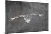 Great Grey Owl Flight-null-Mounted Photographic Print
