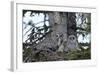 Great Grey Owl (Great Grey Owl) (Strix Nebulosa) Female-James Hager-Framed Photographic Print