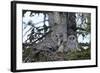 Great Grey Owl (Great Grey Owl) (Strix Nebulosa) Female-James Hager-Framed Photographic Print