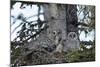 Great Grey Owl (Great Grey Owl) (Strix Nebulosa) Female-James Hager-Mounted Photographic Print