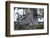 Great Grey Owl (Great Grey Owl) (Strix Nebulosa) Female-James Hager-Framed Photographic Print