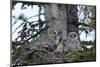 Great Grey Owl (Great Grey Owl) (Strix Nebulosa) Female-James Hager-Mounted Photographic Print