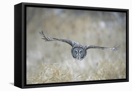 Great Grey Owl in Flight-null-Framed Stretched Canvas