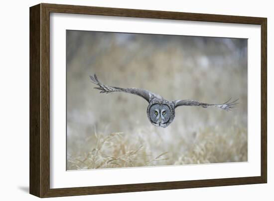 Great Grey Owl in Flight-null-Framed Photographic Print