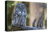 Great Grey Owl on Branch Looking Forward-null-Stretched Canvas