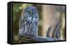 Great Grey Owl on Branch Looking Forward-null-Framed Stretched Canvas