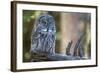 Great Grey Owl on Branch Looking Forward-null-Framed Photographic Print