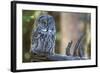 Great Grey Owl on Branch Looking Forward-null-Framed Photographic Print